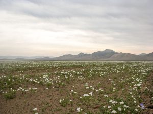 Desierto Florido en la Región de Atacama