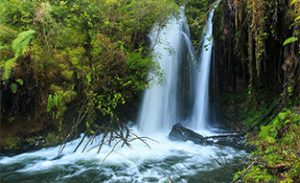 Parque Nacional Alerce Andino - Región de Los Lagos