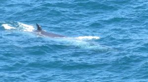Avistamiento de ballenas en caleta Chome en la Región del Biobío
