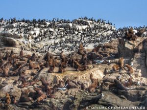 Lobos marinos en Caleta Chome en la Región del Biobío