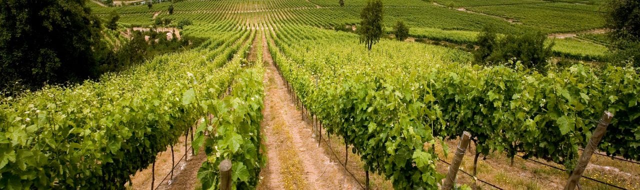 Imagen del valle de Colchagua donde se ven sus verdes viñedos
