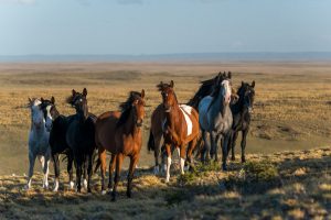 Estancia Por Fin Región de Magallanes