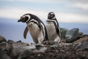 Isla Magdalena Pinguinos