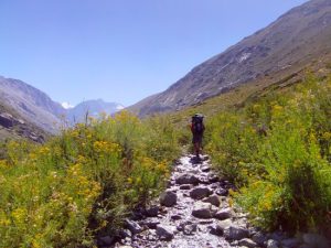 Cordillera - yerba loca