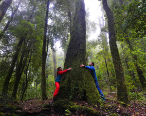 Pareja abrazando un árbol en Siete Lagos, Región de Los Ríos