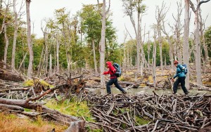 Trekking para