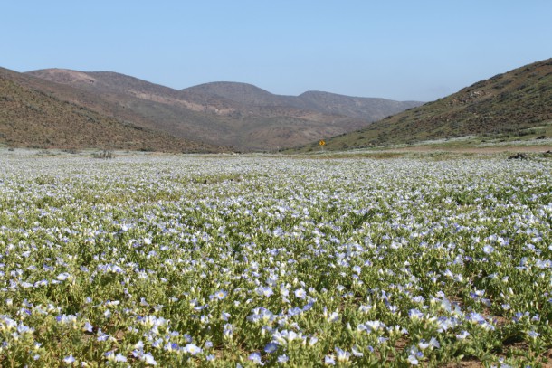 desierto florido Archivos - Página 3 de 4 - Chile es TUYO