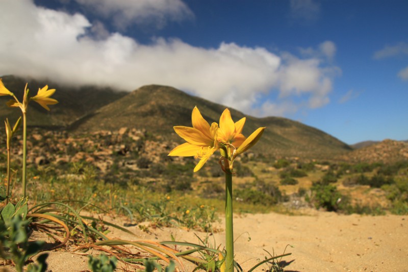 imagen de una flor del desierto florido