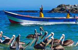 Turismo e Quintero y Puchuncaví: pescadores en Horcón