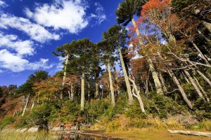 Paisaje del Parque Nacional Huerquehue, Chile es el mejor destino de turismo aventura del mundo