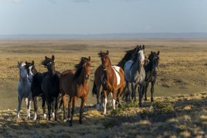Caballos en Estancias de la Patagonia