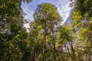 7 días en la Araucanía andina para conocer los bosques nativos