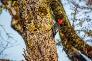 Carpintero en Conguillío. Avistamiento de aves en 7 días en la Araucanía.