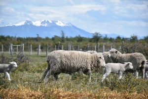 Esquila de ovejas en las Estancias de la Patagonia