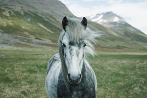 Cabalgatas y turismo en Los Andes de O´Higgins