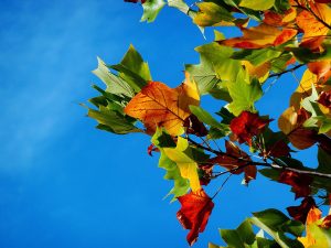 Fin de semana largo en Chile: Lugares para ver el otoño