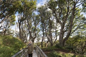 Los bosques de la Reserva de la Biósfera Cabo de Hornos