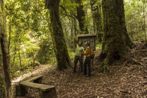 baños de bosque