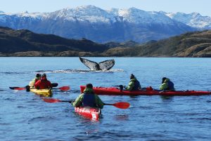 kayak con ballenas