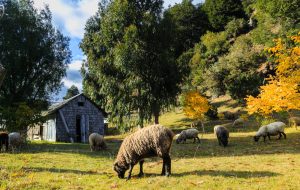 Imagen rural de la Región de Los Lagos