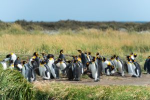 Pinguinos Rey en la Región de Magallanes y Antártica Chilena