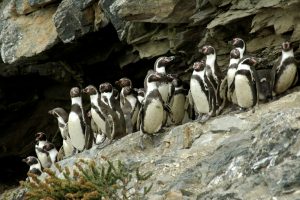 Imagen de Chañaral - Reserva Nacional Pingüinos de Humboldt