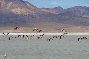 Imagen Salar de Surire, Región de Arica y Parinacota