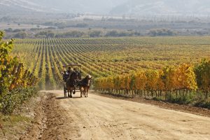 Ruta en carruaje por los viñedos del Valle de Colchagua