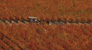 Valle de Colchagua desde las alturas donde destacan sus coloridos viñedos