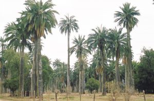 Las Palmas de Cocolán