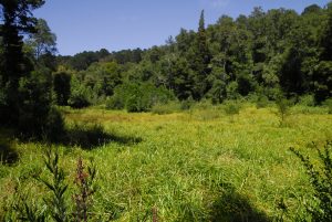 Imagen de la Reserva Nacional Nonguen