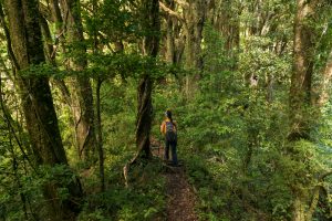 Imagen de la Reserva Nacional Isla Mocha
