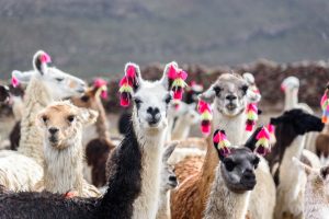 Imagen de un grupo de llamas y alpacas con pompones andinos en su pelaje