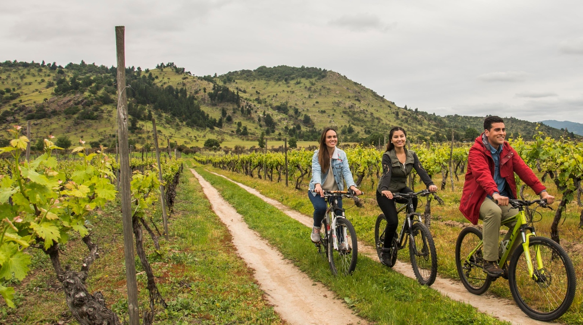 Imagen de un grupo de amigos pedaleando en una viña chilena