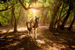 radal 7 tazas cabalgata