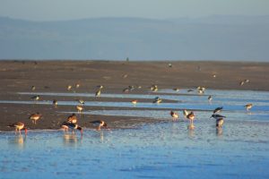 Imagen de la playa de Iloca con muchas aves