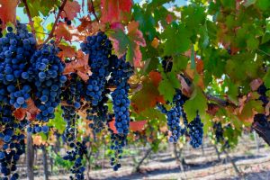 Imagen de las uvas en los viñedos de Millapoa