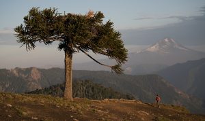 Imagen de una persona realizando trekking en Sollipulli