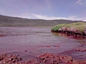 Laguna Roja de Tarapacá