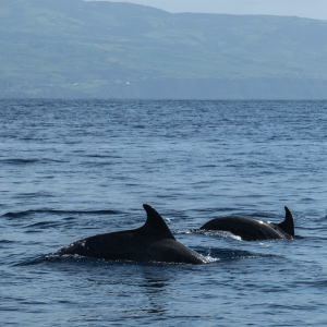 Delfines en Caleta Chome