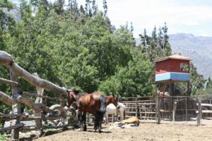 Caballos de arrieros en Farellones