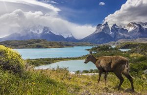Huemul en la patagonia chilena