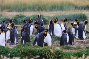 Tierra del Fuego - Parque Pinguino Rey