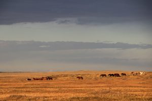 Tierra del Fuego- imagen de caballos salvajes en Porvenir