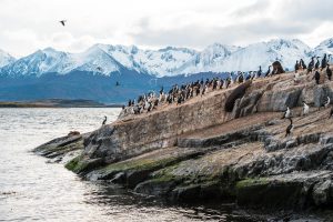 Tierra del Fuego: imagen de pinguinos en el extremo sur del país