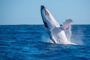 Ballena Jorobada - Especie endémica del sur de Chile