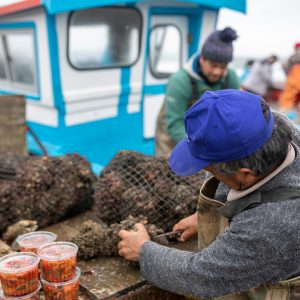 Pescador envasando mariscos frescos