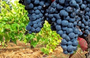 Ruta de vinos y licores en Quillón