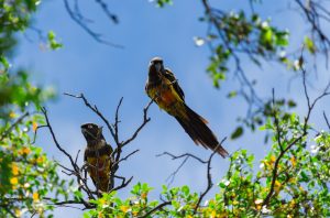 Loro Tricahue