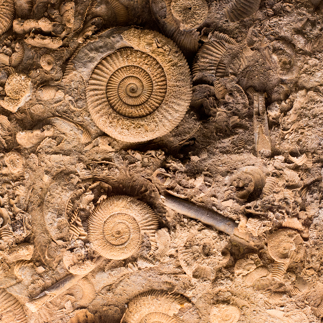fotografía de fosiles